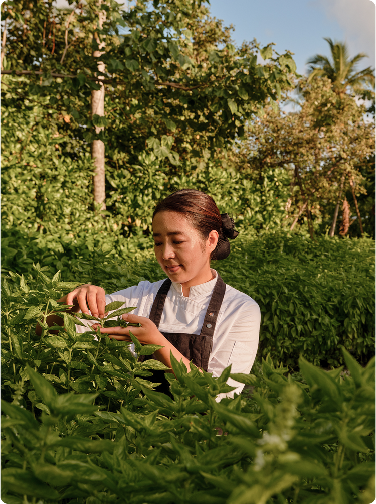 Person harvesting leaves in lush garden.